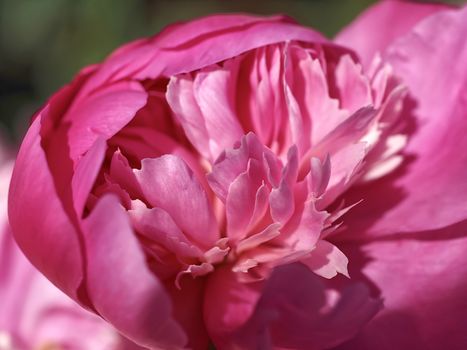 Macro of a pink peony flower