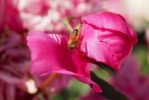 Macro of a pink peony flower