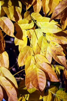 Leaves turning a golden yellow in the Autumn fall stock photo