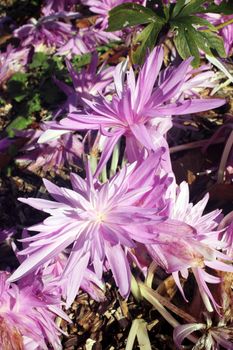 Colchicum autumnale 'Waterlilly' an autumn fall flower bulb plant commonly known as Autumn Crocus stock photo