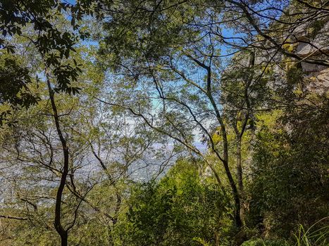 View between trees and treetops on Tablemountain National Park in Cape Town, South Africa.