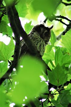 A tawny owl sits in the foliage of the plane tree