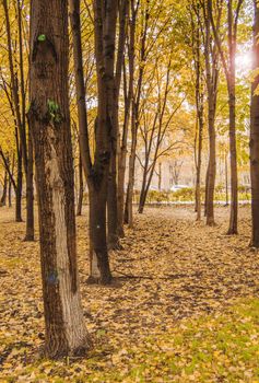 Yellow fallen leaves and trees in the autumn Park, sunlight and glare.