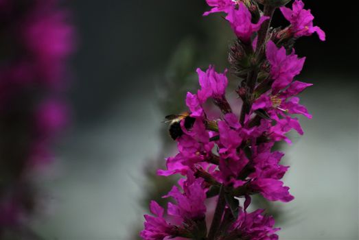Bee on a loosestrife flower against a gray background