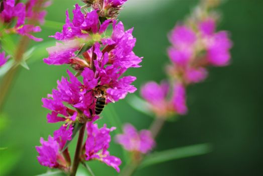 Bee on a loosestrife flower against a gray background