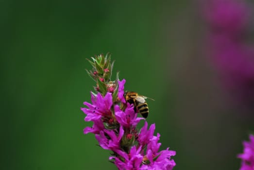 Bee on a loosestrife flower against a green background