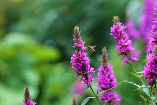 Bee on a loosestrife flower against a green background