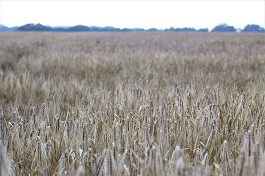 Ripe barley on the field just before harvest time