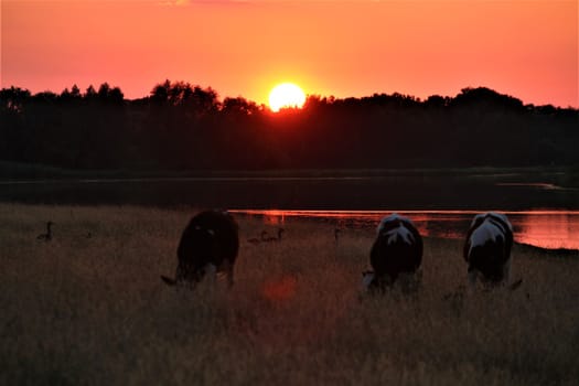 A great sunset with a lake view ,cows in the foreground and bushes and trees in the background