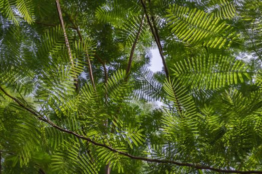 Detail of sunlight passing through small green leaves of Persian silk tree (Albizia julibrissin) on blurred greenery of garden. Atmosphere of calm relaxation. Nature concept for design. No focus, specifically.