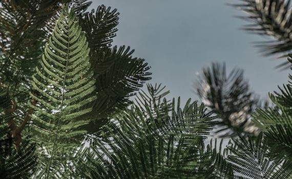 Detail of sunlight passing through small green leaves of Persian silk tree (Albizia julibrissin) on blurred greenery of garden. Atmosphere of calm relaxation. Nature concept for design. Selective focus.