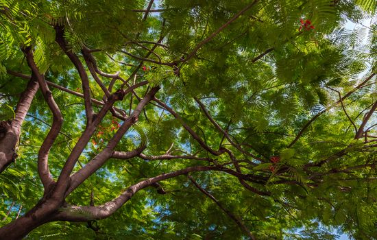 Detail of sunlight passing through small green leaves of Persian silk tree (Albizia julibrissin) on blurred greenery of garden. Atmosphere of calm relaxation. Nature concept for design. Selective focus.