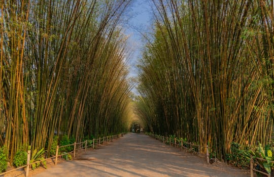 Nature landscape view of Tunnel bamboo with natural light. Green bamboo tunnel in tropical rainforest at Nakhonnayok. No focus, specifically.