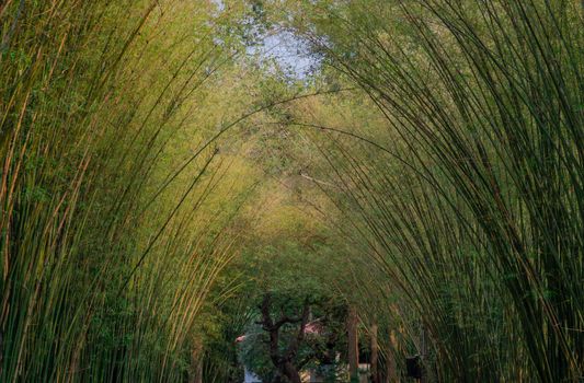 Nature landscape view of Tunnel bamboo with natural light. Green bamboo tunnel in tropical rainforest at Nakhonnayok. No focus, specifically.