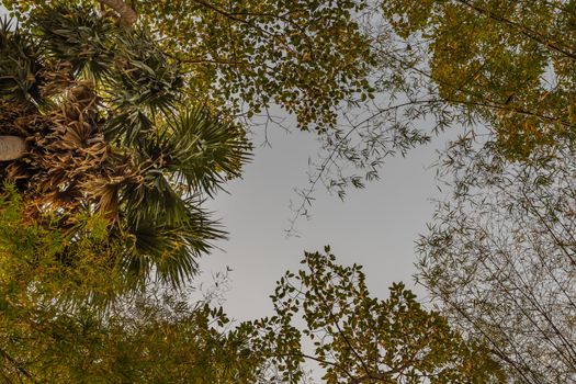 Look up at asian palmyra palm tree and bamboos against blue skies. Copy space.