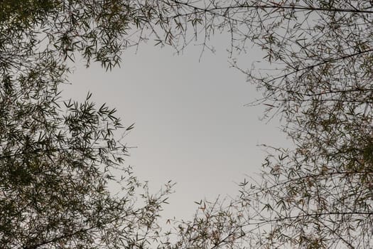 Look up at bamboos against blue skies. Natural scenery. Copy space.