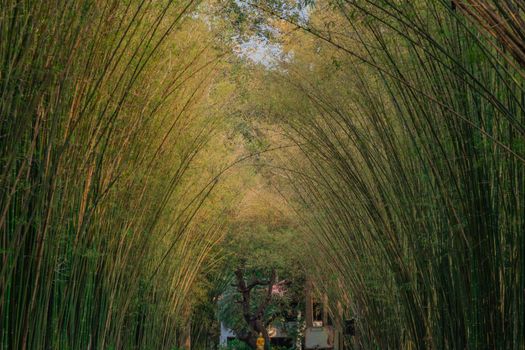Nature landscape view of Tunnel bamboo with natural light. Green bamboo tunnel in tropical rainforest at Chulabhorn wanaram temple in nakhonnayok. Thailand. No focus, specifically.