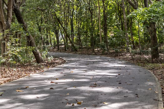 Walkway on a sunny day in a city park. Green city park in sunny summer day. Concept of rest.