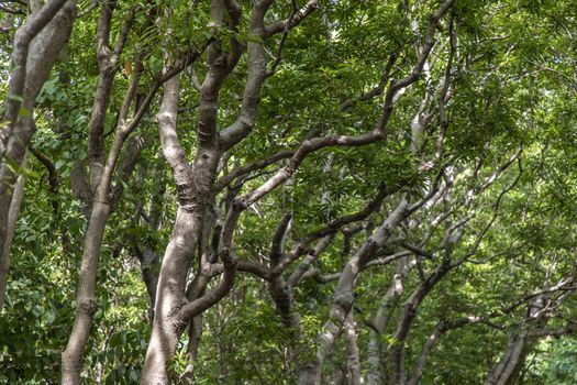 The sunlight shining through the leaves of the natural forest.