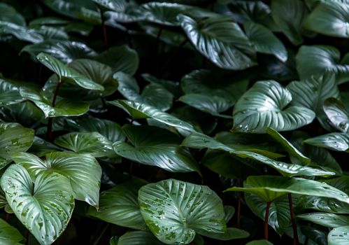 Beautiful green leaves pattern for nature concept. Homalomena rubescens kunth (King of Heart) for Araceae family. Nature background, Foliage nature. Selective focus.