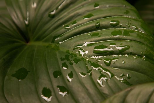 Beautiful green leaves pattern for nature concept. Homalomena rubescens kunth (King of Heart) for Araceae family. Nature background, Foliage nature. Selective focus.