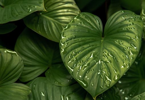 Beautiful green leaves pattern for nature concept. Homalomena rubescens kunth (King of Heart) for Araceae family. Nature background, Foliage nature. Selective focus.