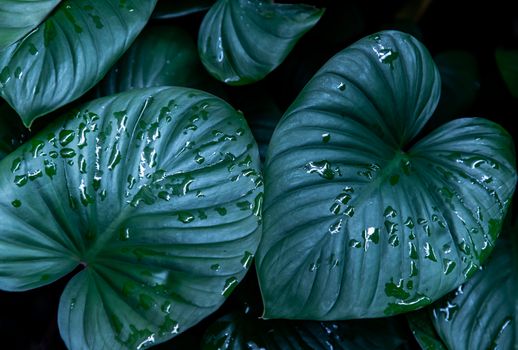 Beautiful green leaves pattern for nature concept. Homalomena rubescens kunth (King of Heart) for Araceae family. Nature background, Foliage nature. Selective focus.