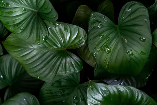 Beautiful green leaves pattern for nature concept. Homalomena rubescens kunth (King of Heart) for Araceae family. Nature background, Foliage nature. Selective focus.