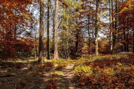 Beautiful panorama view on a golden autumn landscape in the middle of october