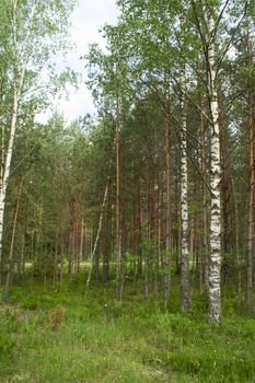 Birch and spruce mushroom forest in summer day. Green trees in the summer forest. Travel on nature. Landscapes in Belarus. Vertical image