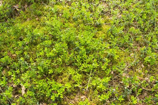 Beautiful background with green lingonberry leaves. Cranberry forest in Belarus in summer day