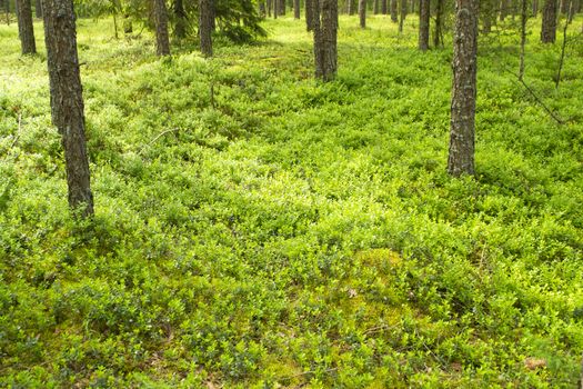 Closeup of lingonberry shrub Vaccinium vitis idaea on the forest floor in deep wood in Belarus