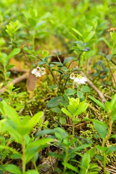 pale flowers close up on lingonberry leaves background, summer forest day in Belarus