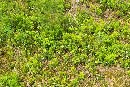 Lingonberry bush with flowers and new leaves, summer day in deep forest in Belarus