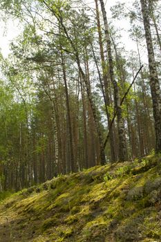 Summer green forest landscape in the morning. Natural woodland. Green nature in Belarus. Birch trees and pines in forest, vertical image