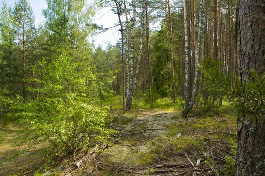 Beautiful summer forest with different trees, mixt forest in Belarus, time for mushrooms