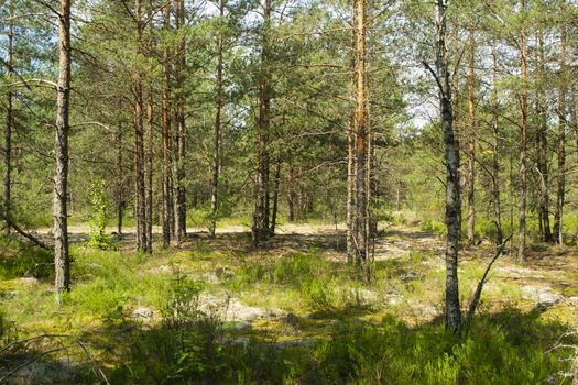 Majestic green pine tree forest landscape, deep natural forest in Belarus