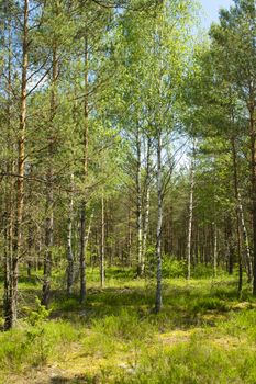 The primeval forest with mossed ground, Belarus, vertical image