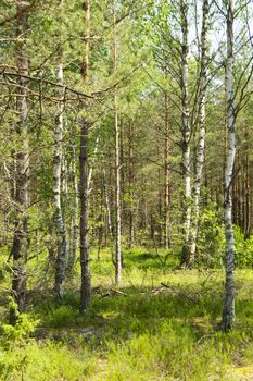 deep wild forest in Belarus, mixt trees, vertical image