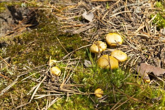 Yuang wild golden chanterelle mushrooms in the deep forest in Belarus