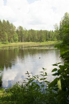 Forest lake under blue cloudy sky, landscape in Belarus, vertical image