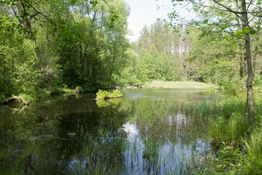 Scenic view of the forest lake in Belarus, eco calm concept