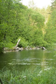 beautiful lake in deep forest in Belarus, vertical image