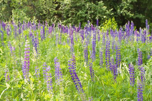 Forest clearing overgrown with blue lupines or Lupinus. Wild nature of Belarus