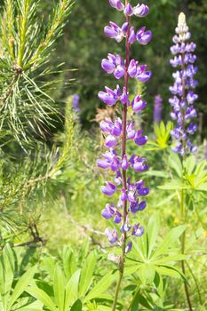 Blooming lupine flowers - Lupinus polyphyllus - wild forest of Belarus. Vertical image