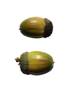 two green and brown autumn acorns on a white background