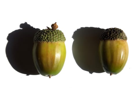 two green and brown autumn acorns on a white background with shadows