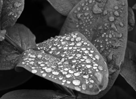 monochrome image of frozen raindrops in close up on dark winter leaves