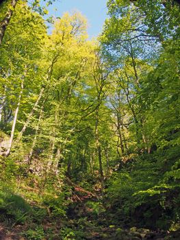 vibrant green spring woodland in a steep hillside valley with tall beech trees and small stream in nutclough woods near hebden bridge