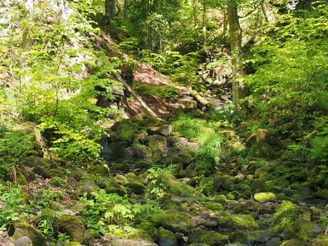 vibrant green spring woodland in a steep hillside valley with tall beech trees in nutclough woods near hebden bridge